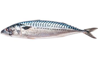 鯖魚